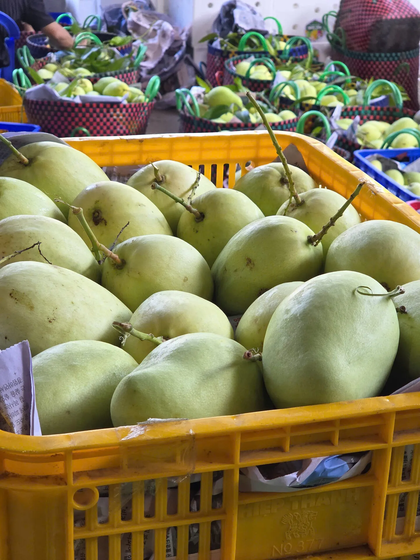 Xoài Tứ Quý Bến Tre loại 2 giòn ngon giá rẻ